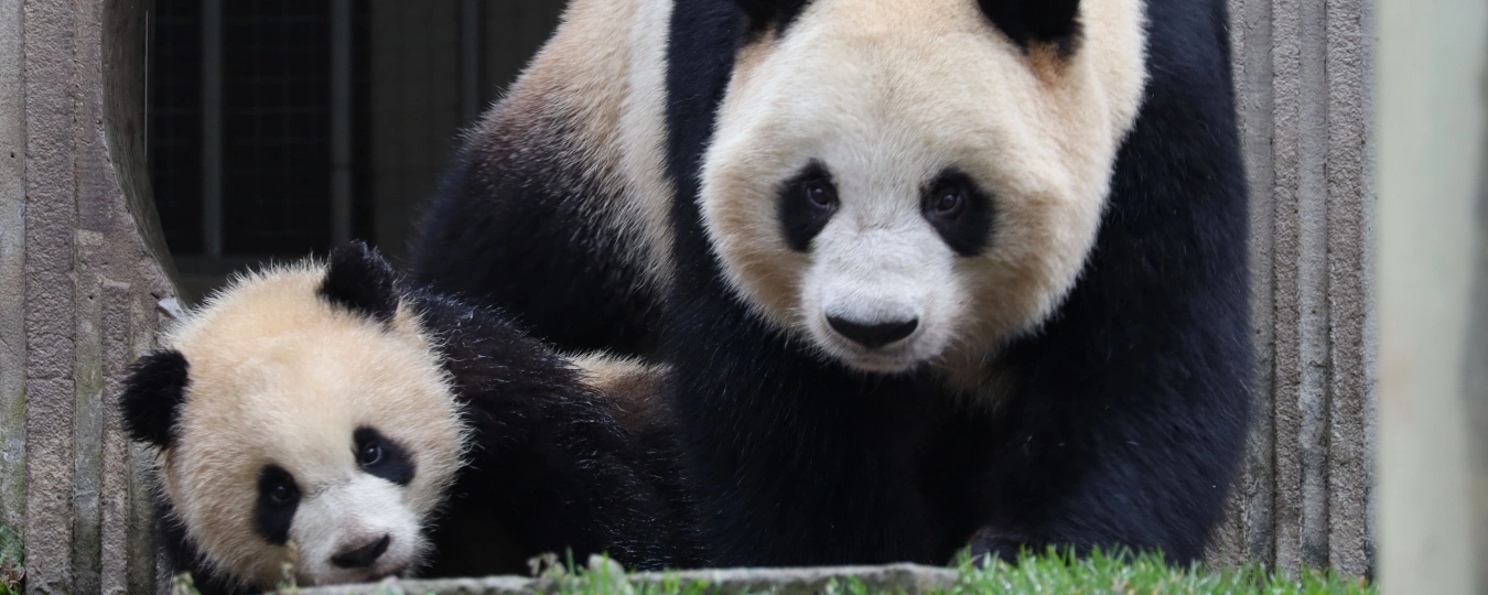 База Шэньшупин питомника больших панд «Волун»