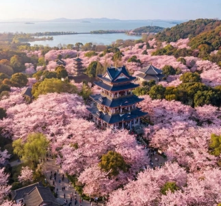 Taihu Lake Yuantouzhu Scenic Area aerial view with cherry blossoms