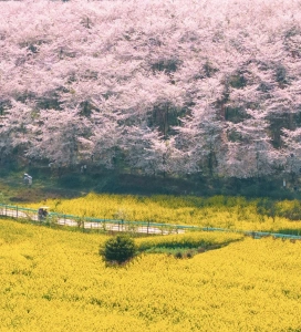 Cherry blossoms and rapeseed fields at Pingba Farm