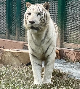white tiger at Guangzhou Zoo predator zone