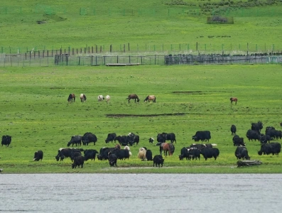 普達措國家公園的牦牛