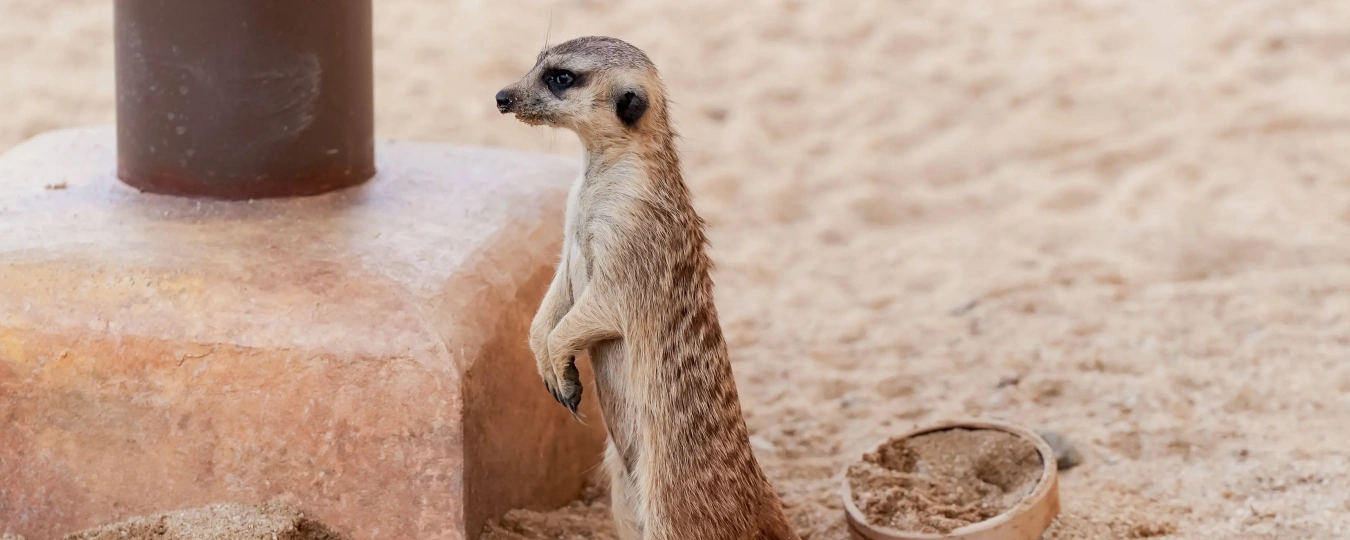 清遠長隆森林溫泉樂園
