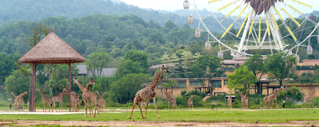 Циньюань Чанглонг Лесное королевство