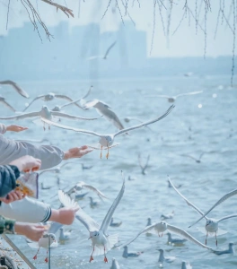 Feeding seagulls by Dianchi Lake, Kunming