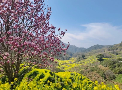 우위안 황링 유채꽃 계단식 논과 분홍 꽃 풍경