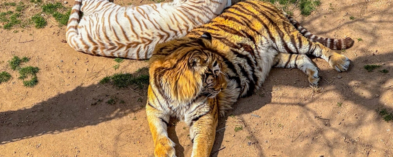 สวนสัตว์ป่าเสินเตียวซาน ซีเสียโข่ว