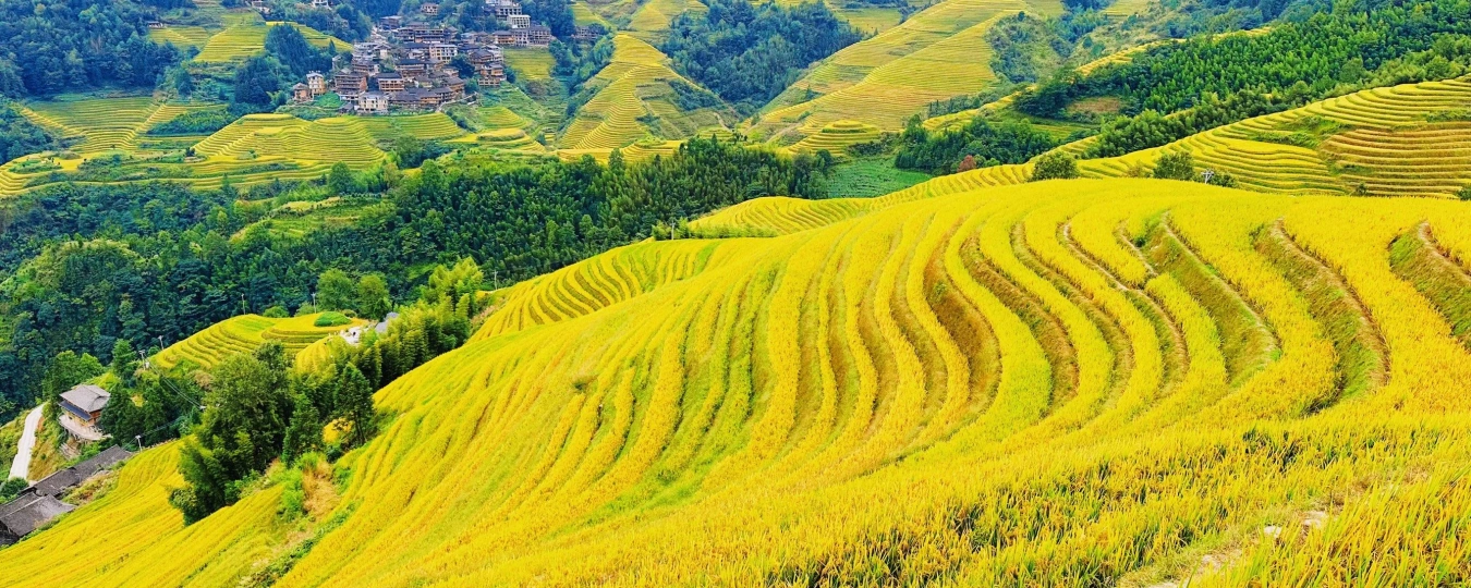 Longji Rice Terraces