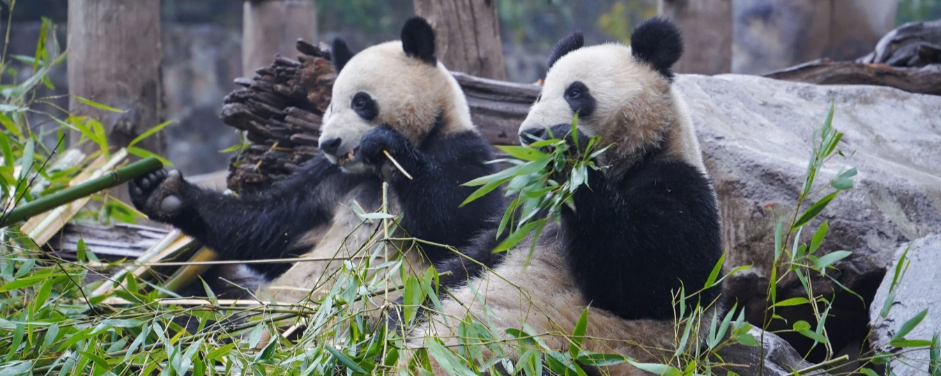 Dujiangyan China Giant Panda Garden