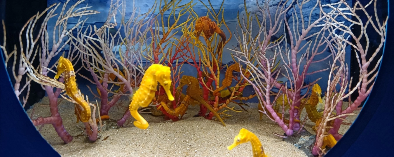 Dream Aquarium