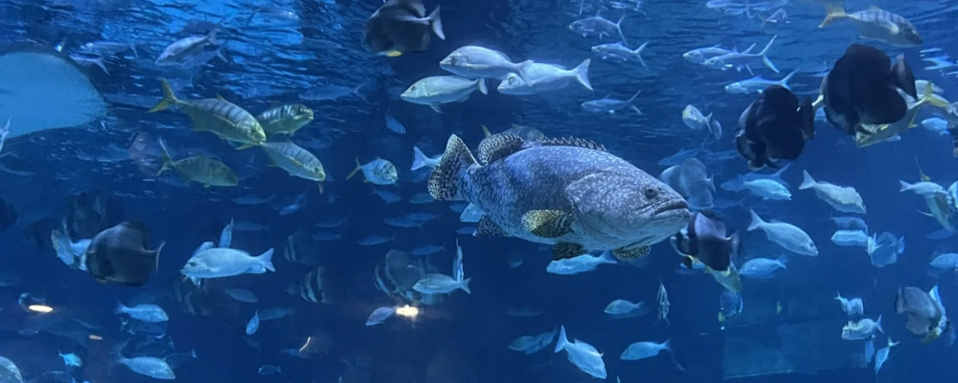 HangZhou Chang Qiao Polar Ocean Park
