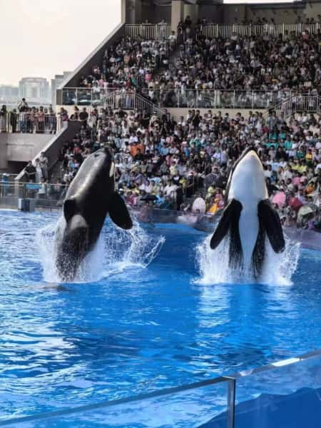 Shanghai Haichang Ocean Park Orca Show