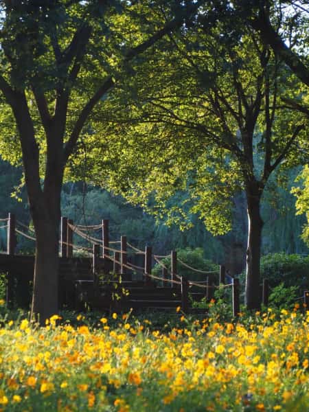 Century Park with flowers and greenery, Shanghai, China