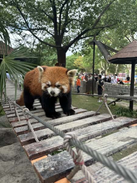 Red Panda at Shanghai Wild Animal Park