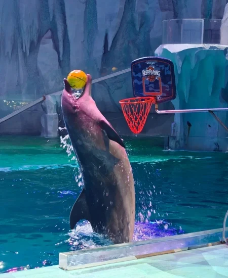 17. tour_极地海洋公园极地馆