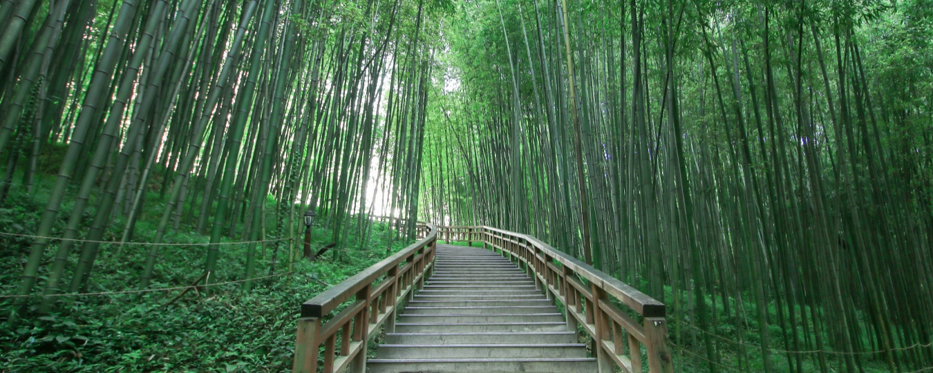 A Bamboo-Lined Path Yunqi