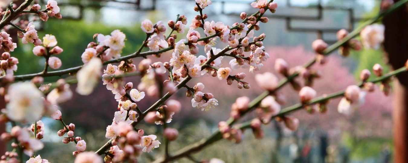 East Lake Plum Garden