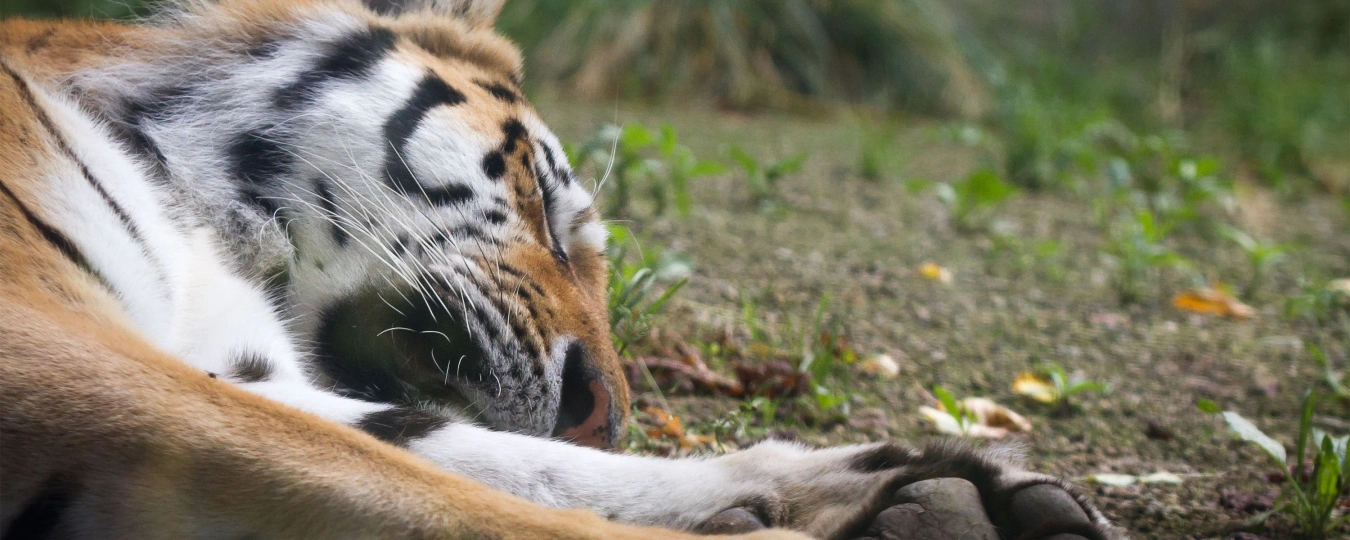 Shangfangshan Forest Zoo