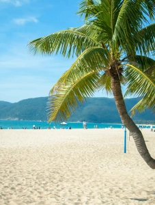 ヤーロン湾ビーチの椰子の木と白い砂浜