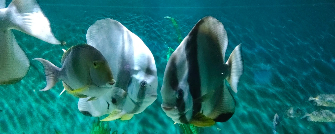 Полярный океанический мир Ланьчжоу