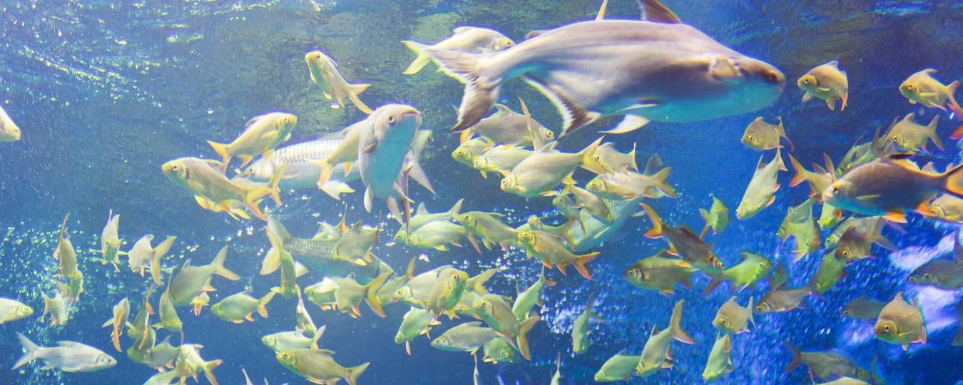 Подводный мир Бэйхай