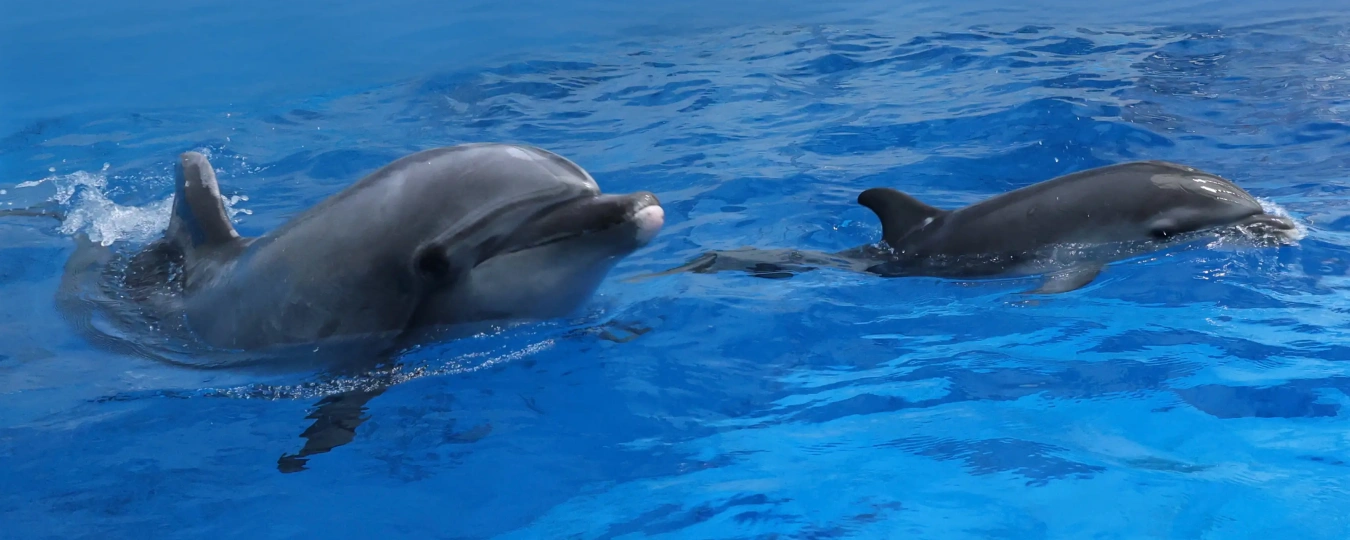 สวนมหาสมุทรขั้วโลก เทียนจิน