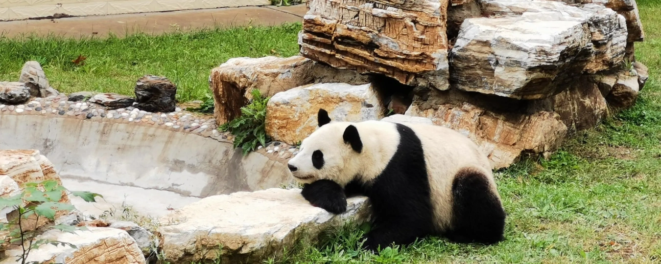 Shijiazhuang Zoo