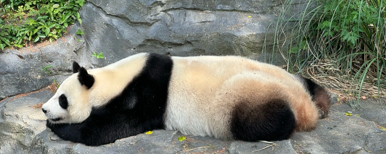 Nanjing Hongshan Forest Zoo