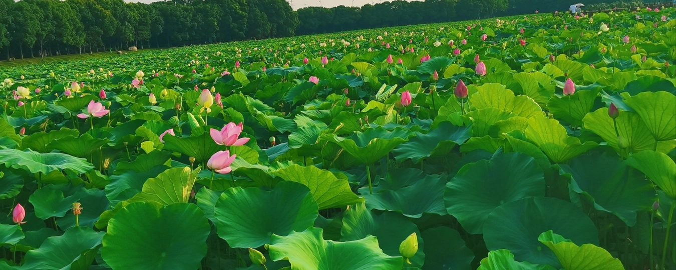 허탕웨서 습지공원