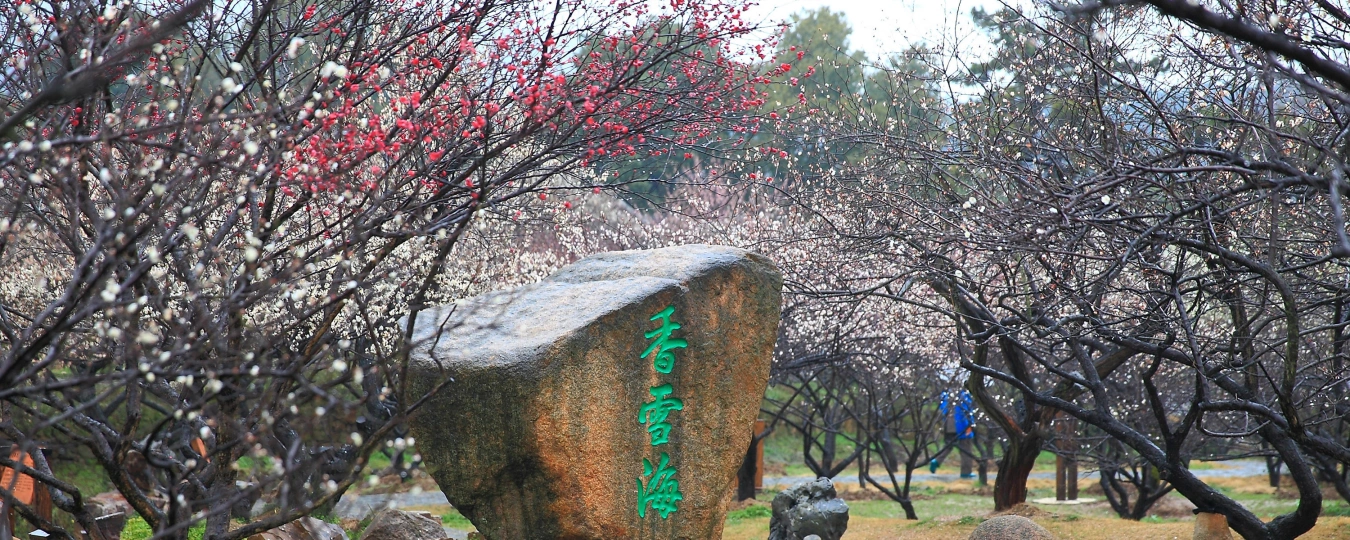 샹쉐하이 매화 명소