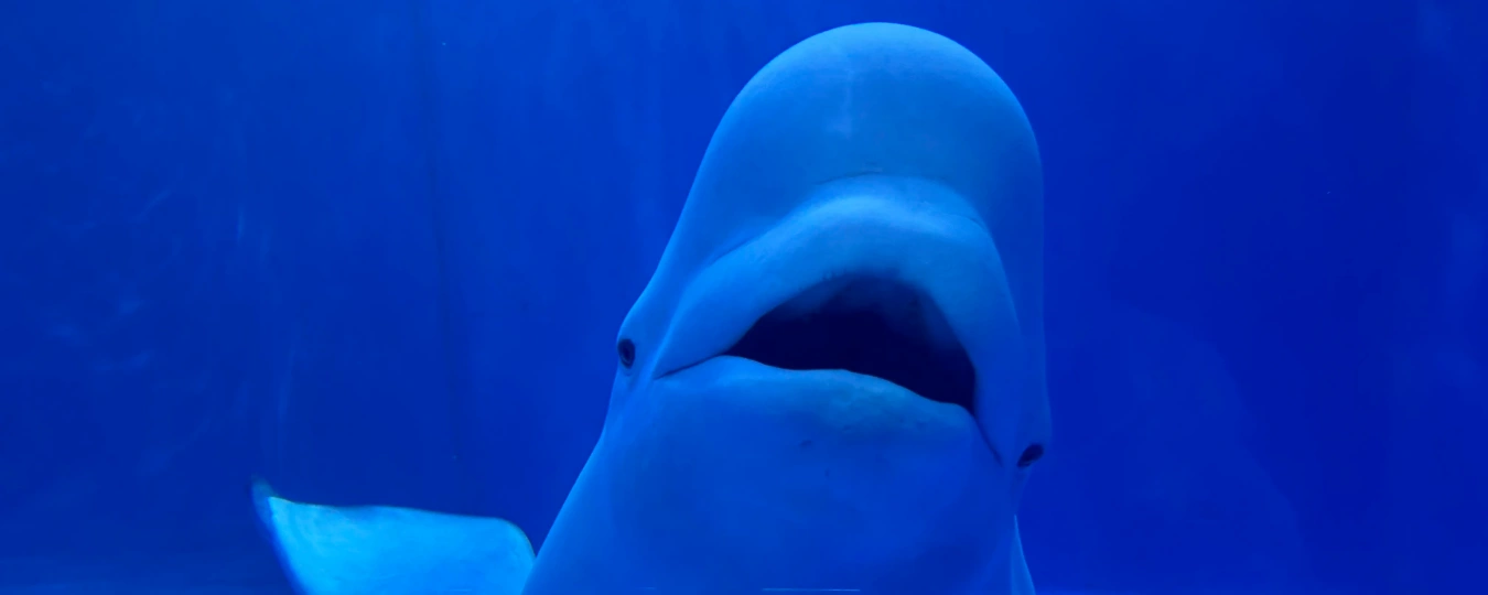 多彩貴州城極地海洋世界