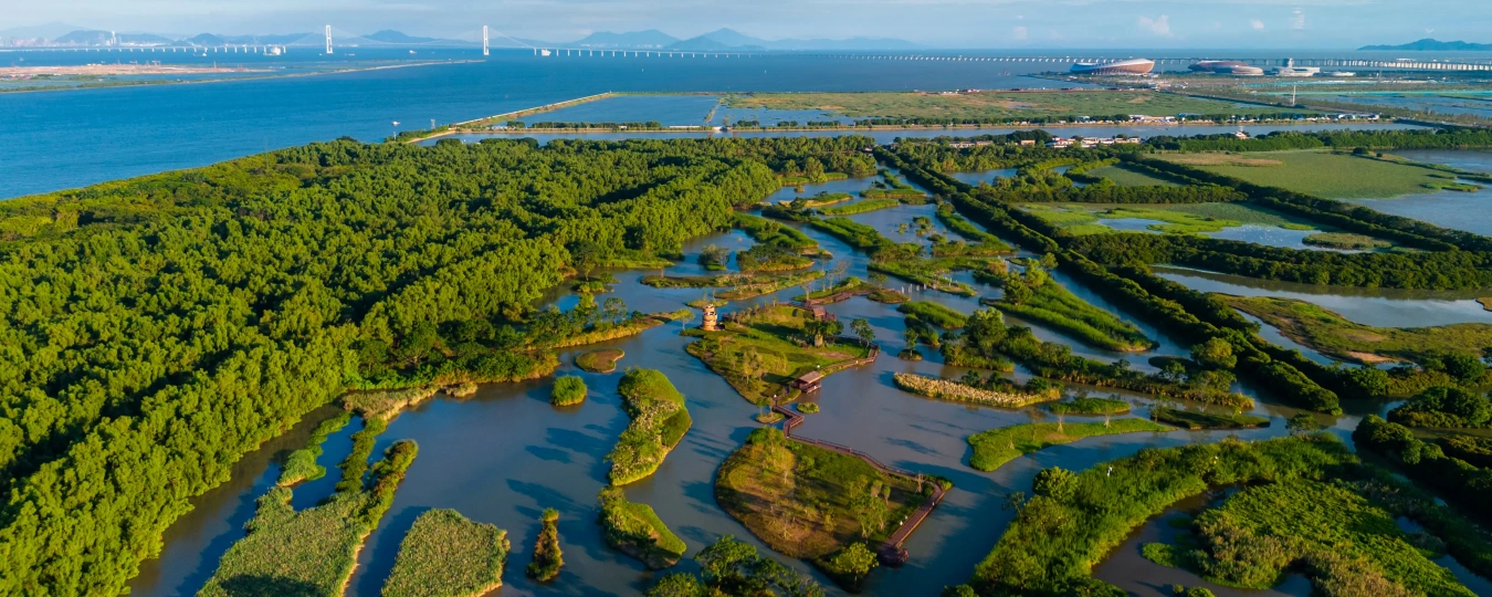 大灣區中央濕地公園