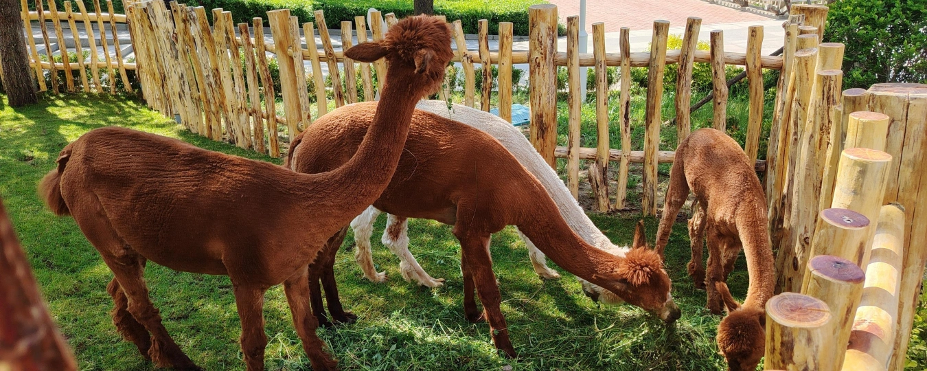 大青山野生動物園