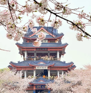 Taihu Lake Yuantouzhu Scenic Area cherry blossom viewing tower