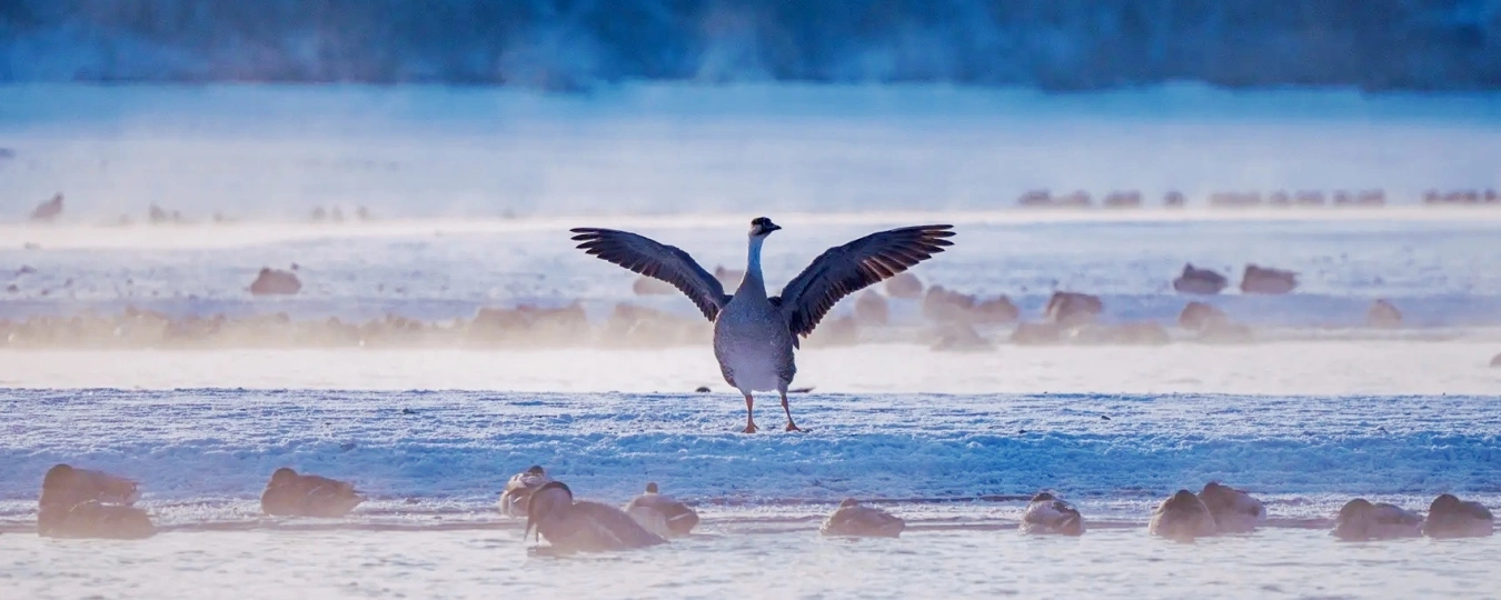 瀋陽バードアイランド