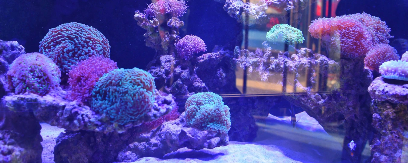 HHAn Wuhan Polar Ocean Park