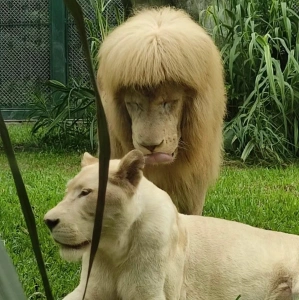 white lions relaxing at Guangzhou Zoo predator area