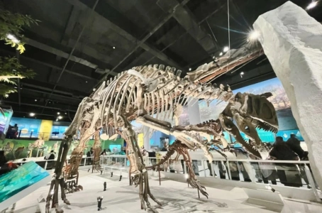 Dinosaur fossil exhibit in the Rise of Vertebrates hall at the National Natural History Museum of China
