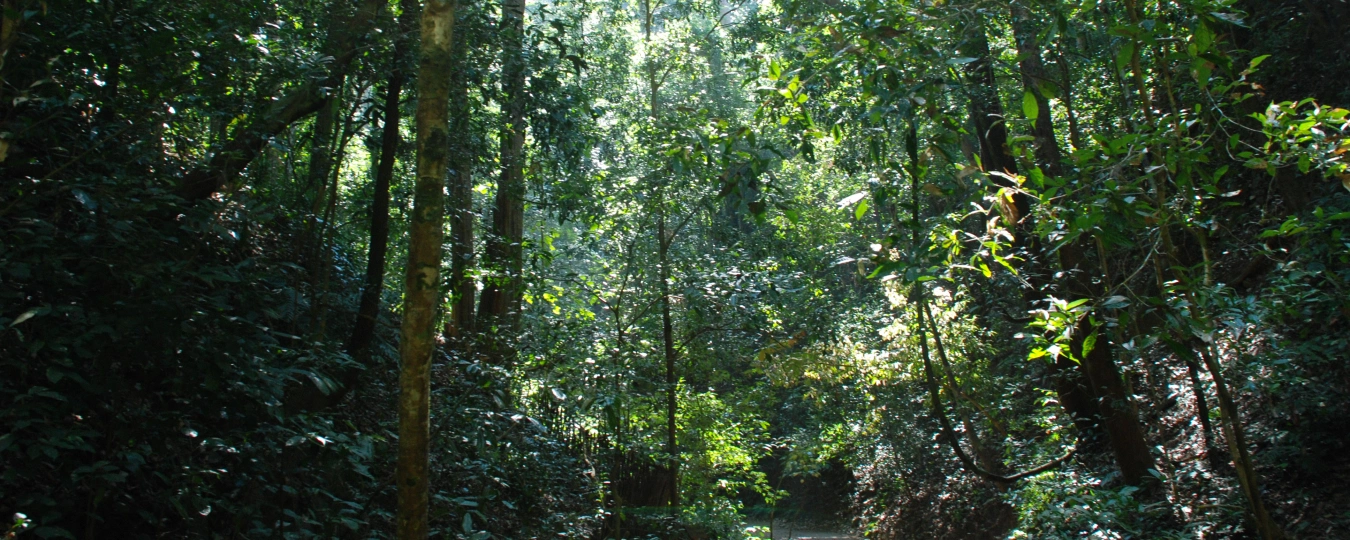 Xishuangbanna Primeval Forest Park
