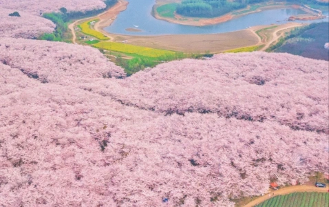 Aerial view of cherry blossom trees at Pingba Farm