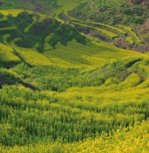 우위안 황링 봄 유채꽃 계단식 논 풍경