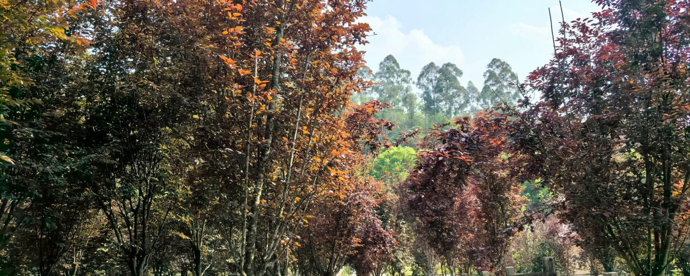 Huanglongxi Happy Farmland