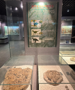 Sanya Natural Museum fossil exhibition