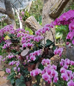 Orchid Valley filled with vibrant blooming orchids