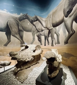 Prehistoric mammal fossils in the Ancient Mammals hall at the National Natural History Museum of China