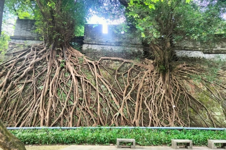 Ancient city wall with massive tree roots