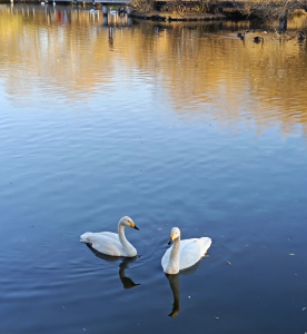 หงส์สองตัวกำลังว่ายน้ำในทะเลสาบหงส์บนเกาะซันไอส์แลนด์