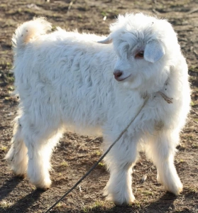 Holding a baby lamb in Shangri-La