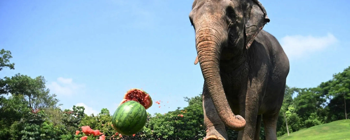 Safari Park Shenzhen