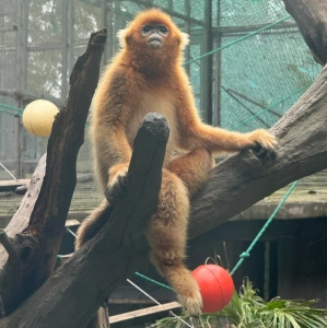 golden monkey at Guangzhou Zoo primate exhibit