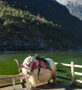 Пастбище яков у горы Нефритового Дракона